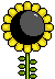 A sunflower