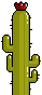 A cactus