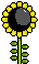 A sunflower